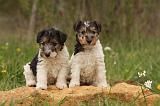 FOX TERRIER 522